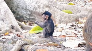 #Monkey eating cucumber n baby monkey want eating too. #Обезьянка ест огурец, а обезьянка хочет ест