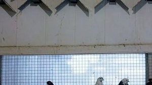 Копия видео Свердловские высоколетные голуби видео 2014год