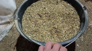 Про яйценоскость кур