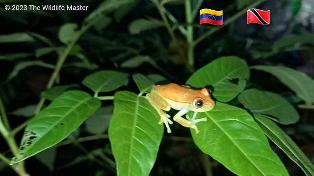 Bounce Up: Polk-a-dot Treefrog (Boana punctata) смотреть онлайн