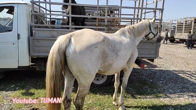 Лошади, Курчалой рынок, в Чечне смотреть онлайн