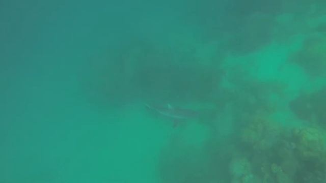 Spear fishing Great Barrier Reef смотреть онлайн