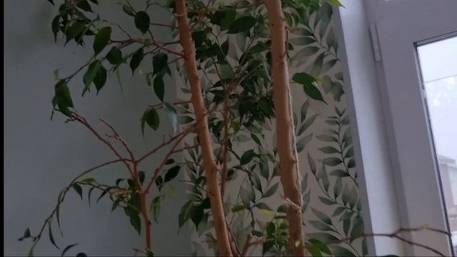 Как фикус чувствует себя после черенкования, пересадки и обрезки гнилых корней🌿 смотреть онлайн