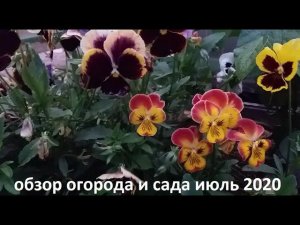 Обзор огорода и сада июль 2020.
