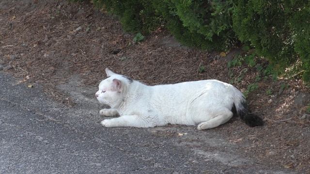 野良猫 смотреть онлайн