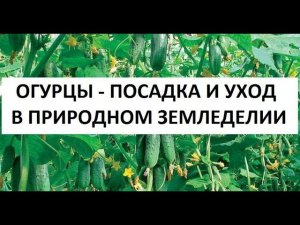Огурцы - посадка и уход в природном земледелии.