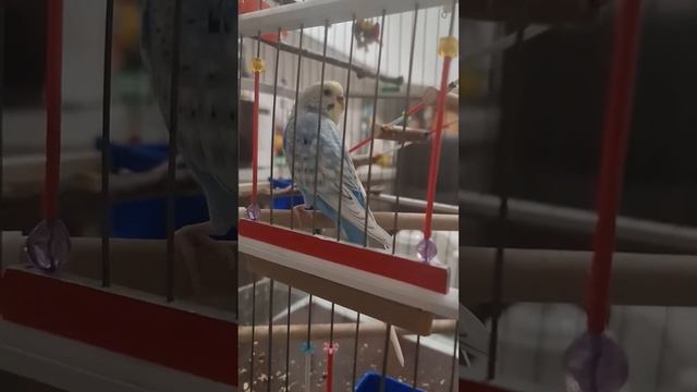 Странное поведение волнистика 2 смотреть онлайн