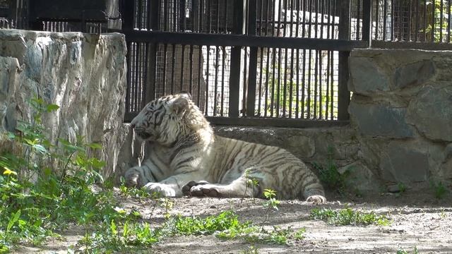 Тигренок Кови. 18.05.2024 смотреть онлайн