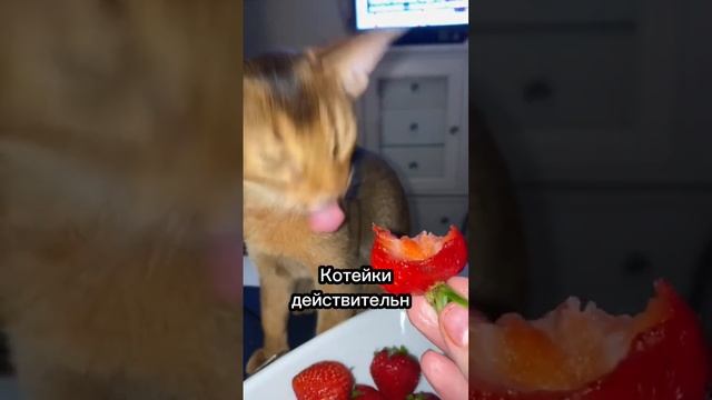 Думает ли кошка, что ты её мама?😉 #cat #catsfacts смотреть онлайн