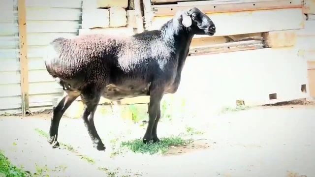 ГИССАРСКИЙ КУЧКАР УЗБЕКИСТАНА 🔥😍🇺🇿. ХИСОРИ КОЧКОР. XISSORI QOYLAR