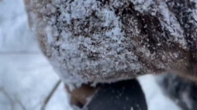 Бурый медведь строит берлогу смотреть онлайн