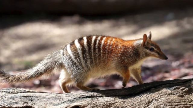 Удивительные соседи. Сумчатый муравьед смотреть онлайн