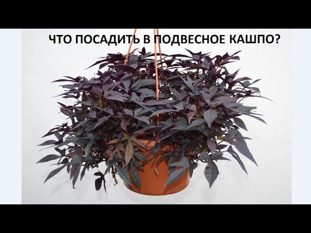 Что посадить в подвесное кашпо. смотреть онлайн