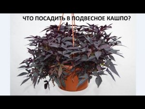 Что посадить в подвесное кашпо.