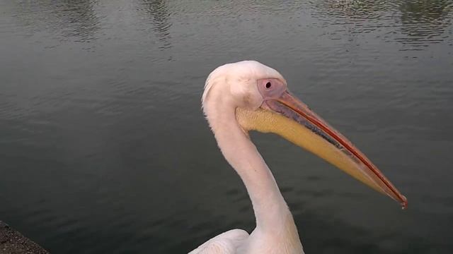 Pelican in raanana park HD смотреть онлайн