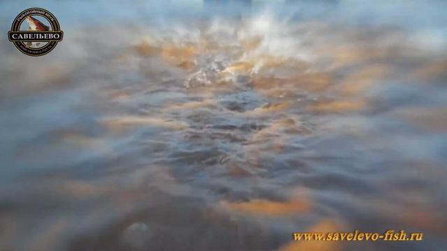 Golden trout смотреть онлайн