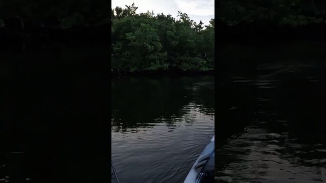 JACK ATTACK 💥 #inshorefishing #topwaterlure #floridaman #jackcrevalle #kayakfishing #swfl #fishing смотреть онлайн