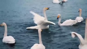 Три месяца я слушала только эту музыку🌿 Красивая мелодия до слёз #красиваямузыка  #музыка