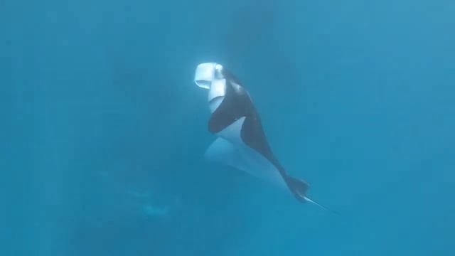 Hanifaru Bay Manta Snorkeling ~ November 2020 смотреть онлайн