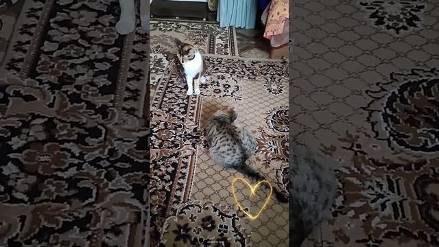 Кошачьи игры продолжаются смотреть онлайн