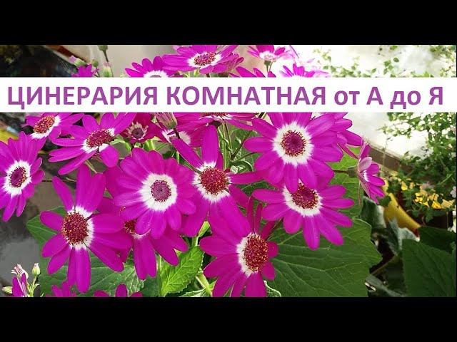 Цинерария комнатная от А до Я. смотреть онлайн