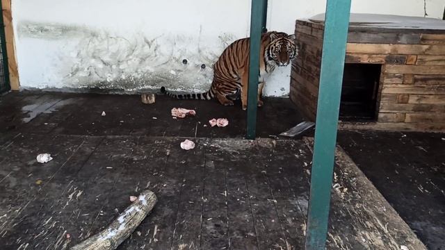 Догонялки😂👍🐯❤ смотреть онлайн
