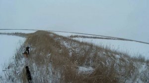 охота на зайца 2016