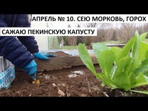 Апрель № 10. Сею морковь, горох. Сажаю пекинскую капусту.