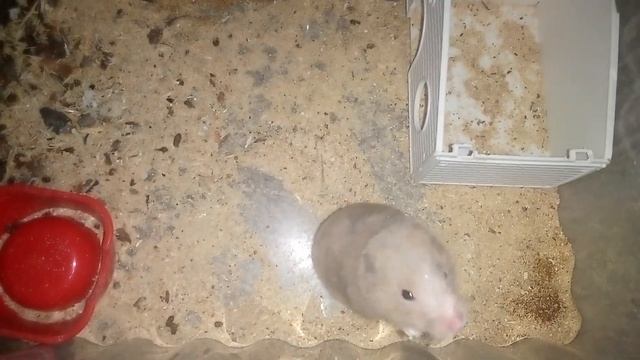 Сколько у нас хомяков...😉 смотреть онлайн