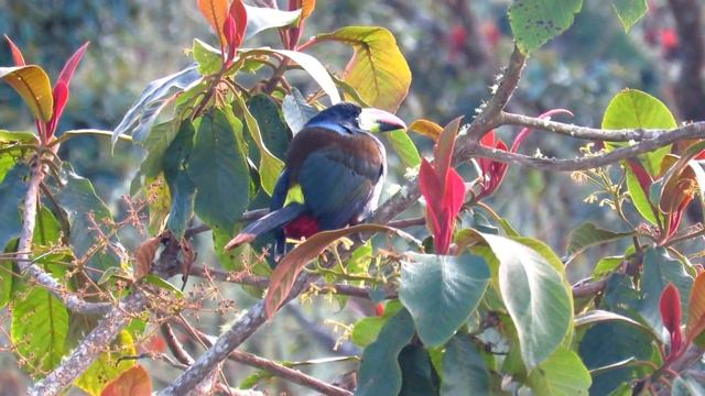 Grey-breasted Mountain Toucan, Andigena hypoglauca, Parque Los Nevados (central andes) смотреть онлайн