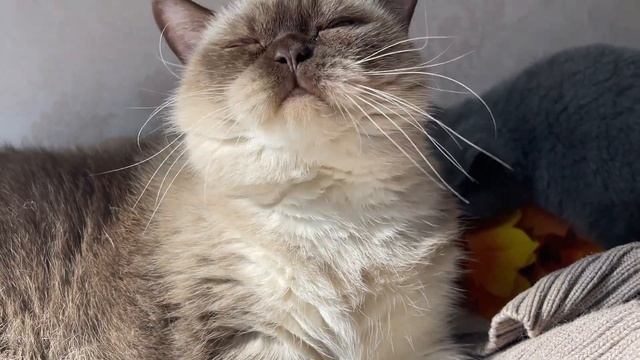 Lyubava 😻🐾 смотреть онлайн