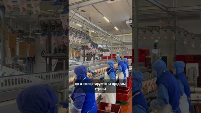 Новосибирск птицефабрика октябрьская смотреть онлайн