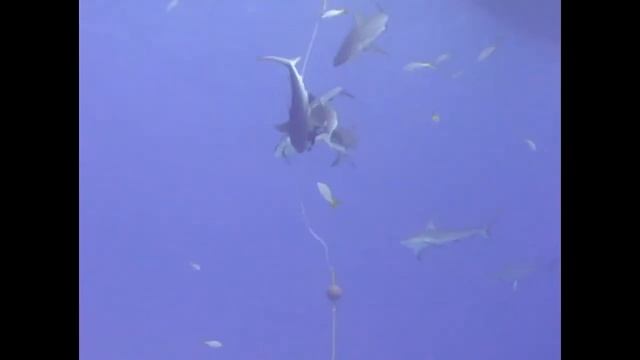 Blackbeard's Bahamas Bull Run Shark Dive 06-21-2011 смотреть онлайн