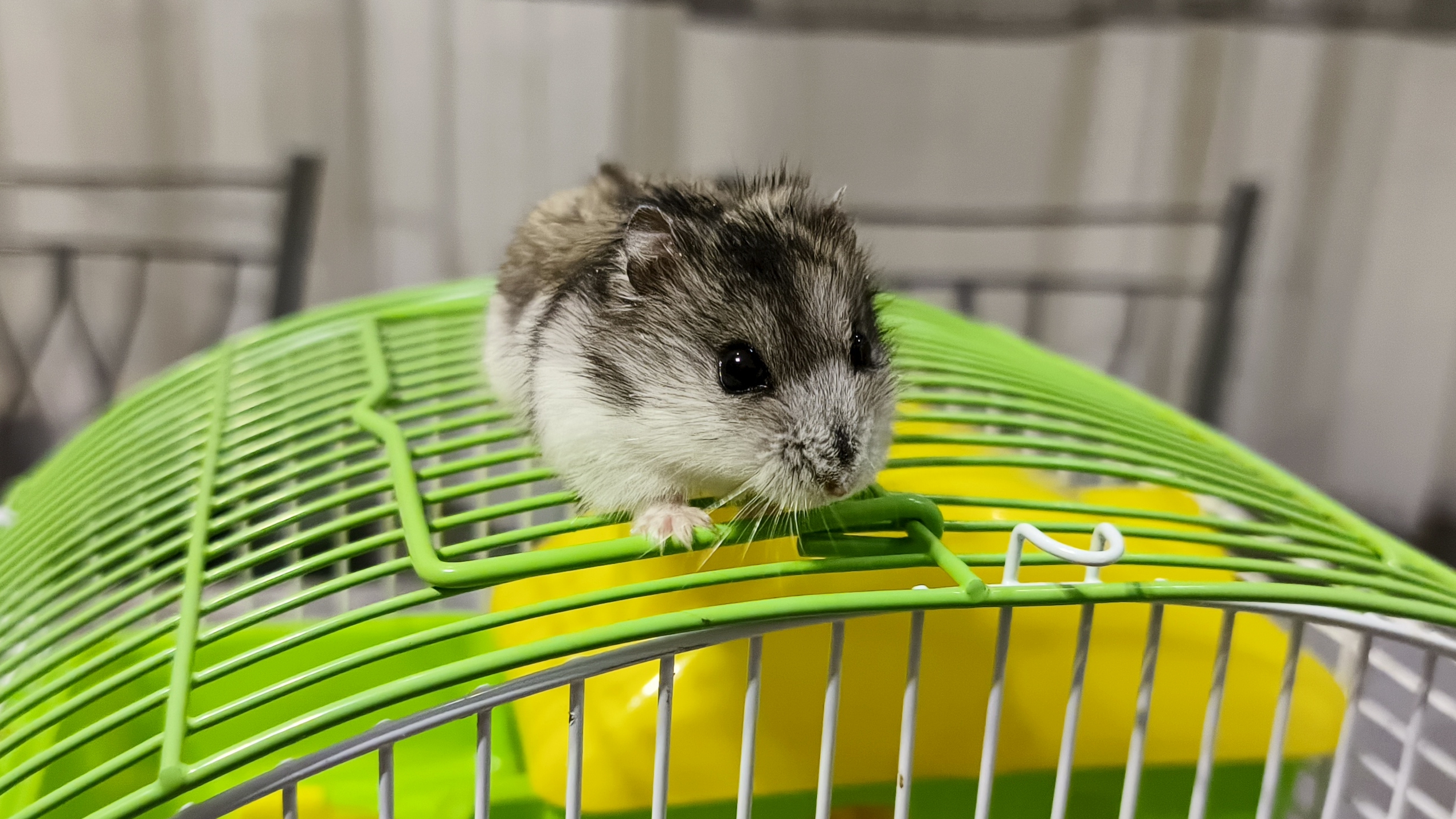 Хомка смотреть онлайн