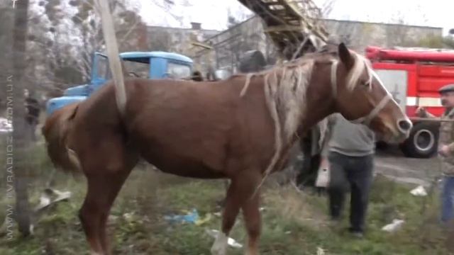 Врятований кінь смотреть онлайн