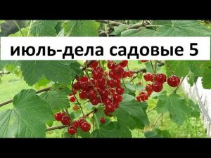 Июль - дела садовые серия №5