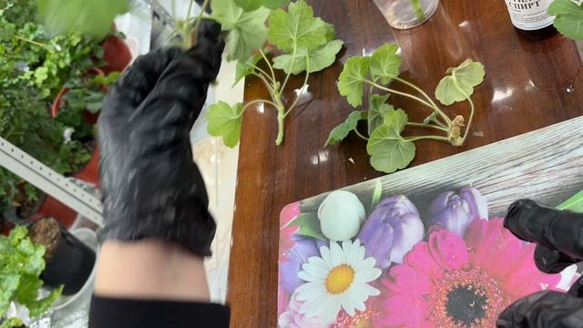 УКОРЕНЕНИЕ ПЕЛАРГОНИИ В ВОДЕ. ЧАСТЬ 1 - КАКИЕ БЕРУ ЧЕРЕНКИ. смотреть онлайн