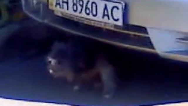 Собака нашла выход смотреть онлайн