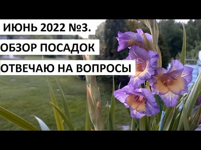 Июнь 2022 серия №3. Обзор огорода. Отвечаю на вопросы. смотреть онлайн