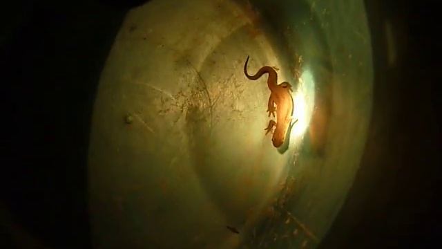 TRITON ALPESTRE , A TRITON : ICHTHYOSAURA ALPESTRIS смотреть онлайн