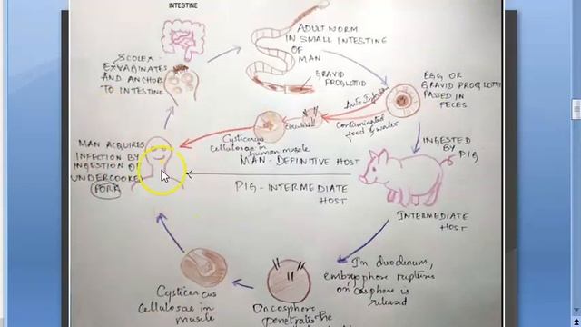 Parasitology How to study Important questions top priority topics pass mbbs easy make смотреть онлайн