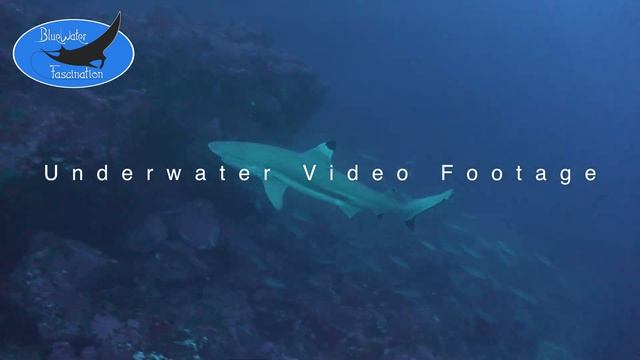 0624_black tip reef shark, 4K underwater video footage смотреть онлайн