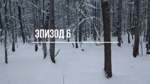 Охота на куницу с русско-европейской лайкой Вестой