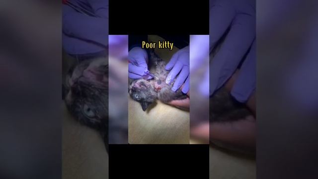 Removing the Massive Warbles from poor cat😭😭😭[DARA SHOW]#darashow #cat #cambodia #dog смотреть онлайн