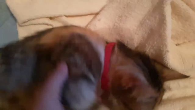 Кошка и катенак смотреть онлайн