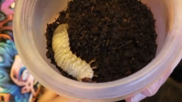 Eastern Hercules beetle grub смотреть онлайн