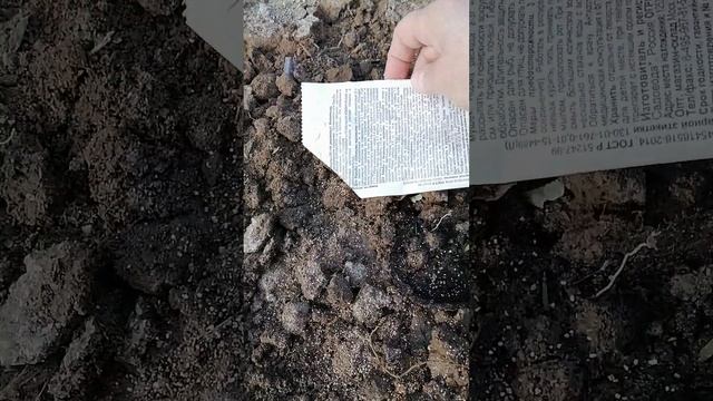 Сажаю огурцы рассадным способом в июне под мини парнички! Подсыпаю средство против муравьёв! смотреть онлайн