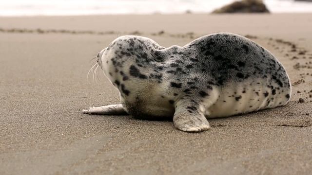 lonely seal looking for his mother смотреть онлайн