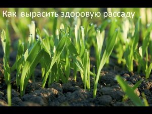 Как вырастить здоровую и крепкую рассаду.