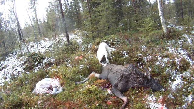 Tjacko. смотреть онлайн